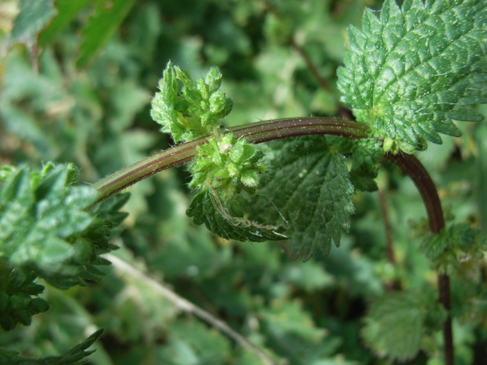 Urtica urens